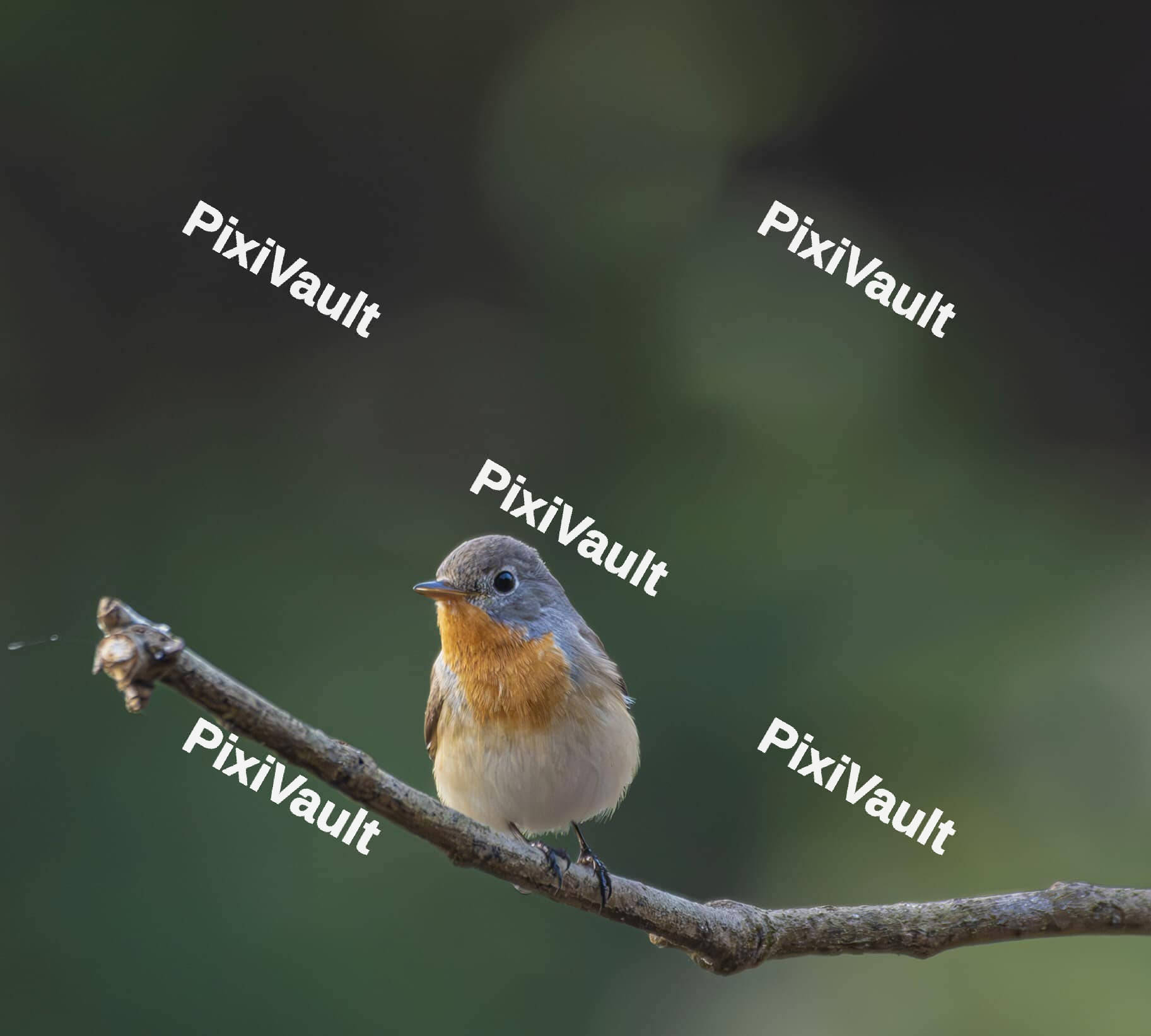Red-breasted flycatcher sitting on a tree branch